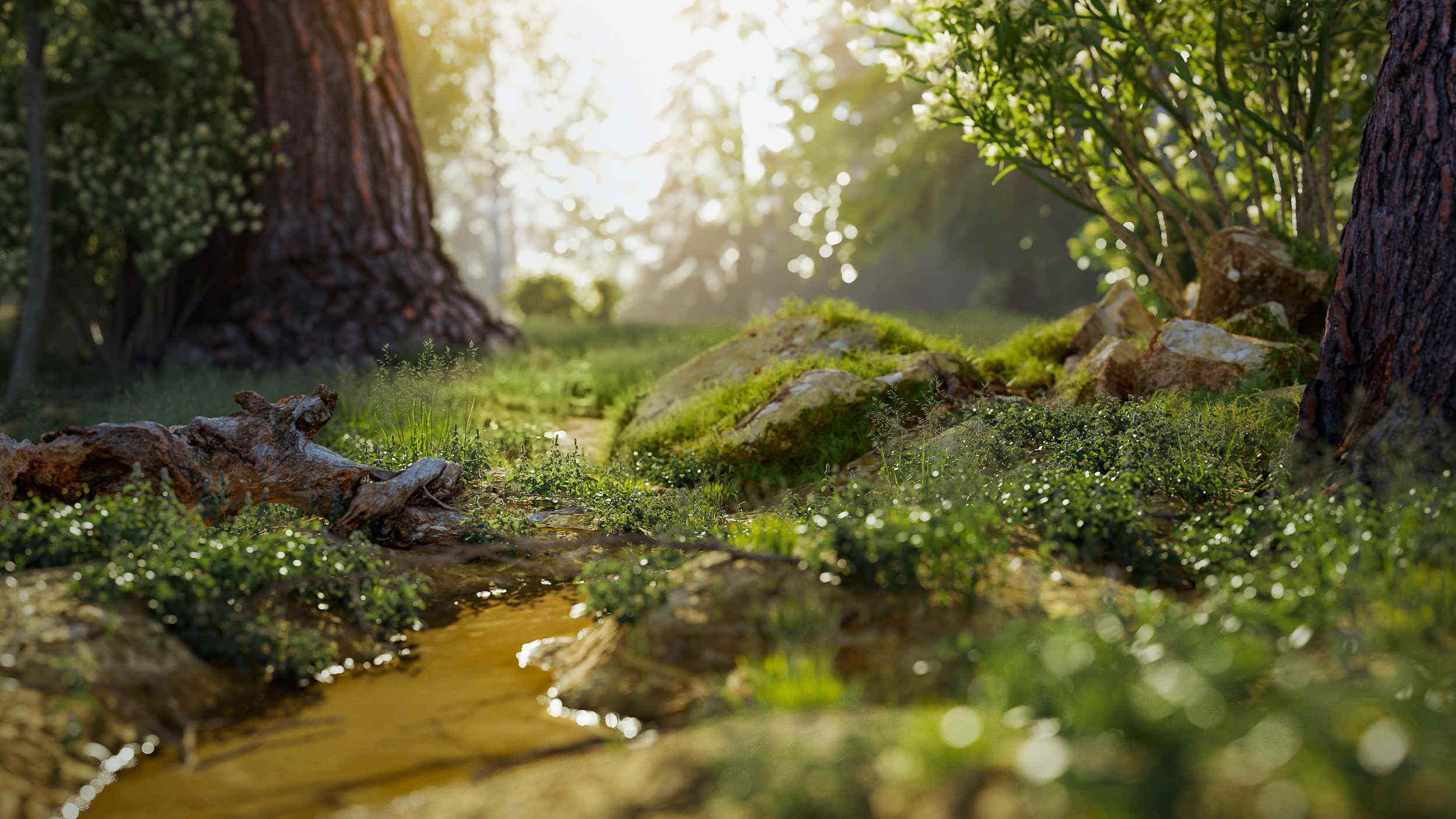 Forest Floor Forest Floor